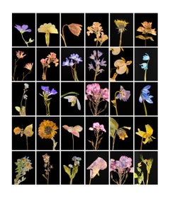 Geranium – botanische Farbfotografiedrucke