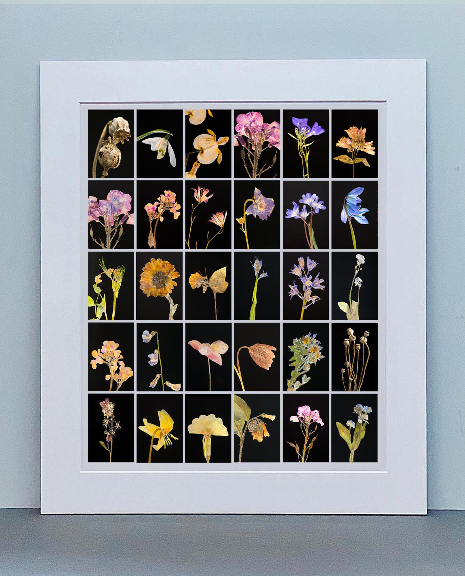 botanical photography prints