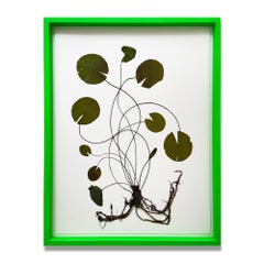 Olafur Eliasson, Herbarium - Collage de lys d'eau séchée, art contemporain