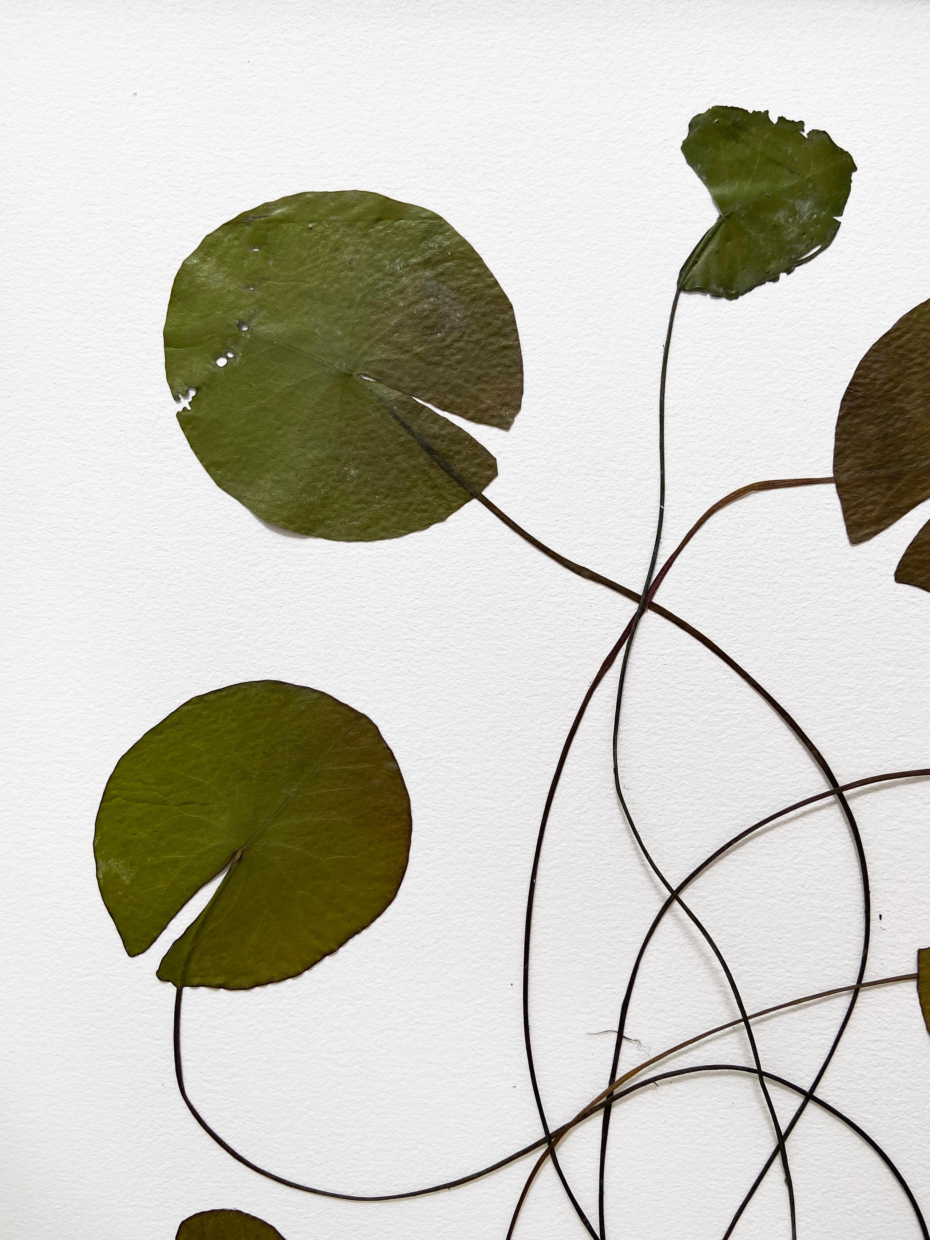 Olafur Eliasson, Herbarium - Collage de lys d'eau séchée, art contemporain 1