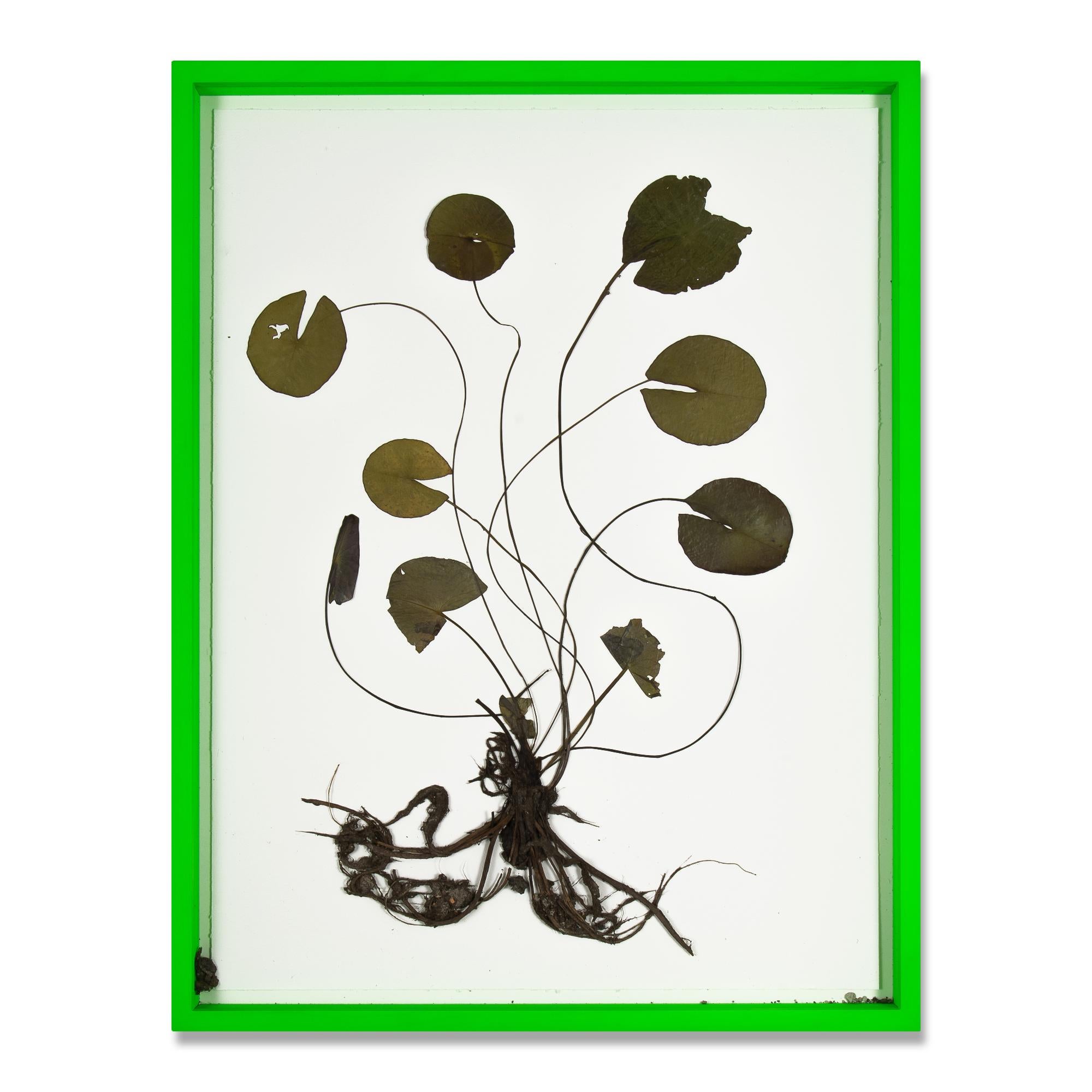 Olafur Eliasson, Herbarium – Collage von Dried-Wasserlilien, zeitgenössische Kunst