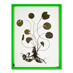 Olafur Eliasson, Herbarium - Collage de lys d'eau séchée, art contemporain