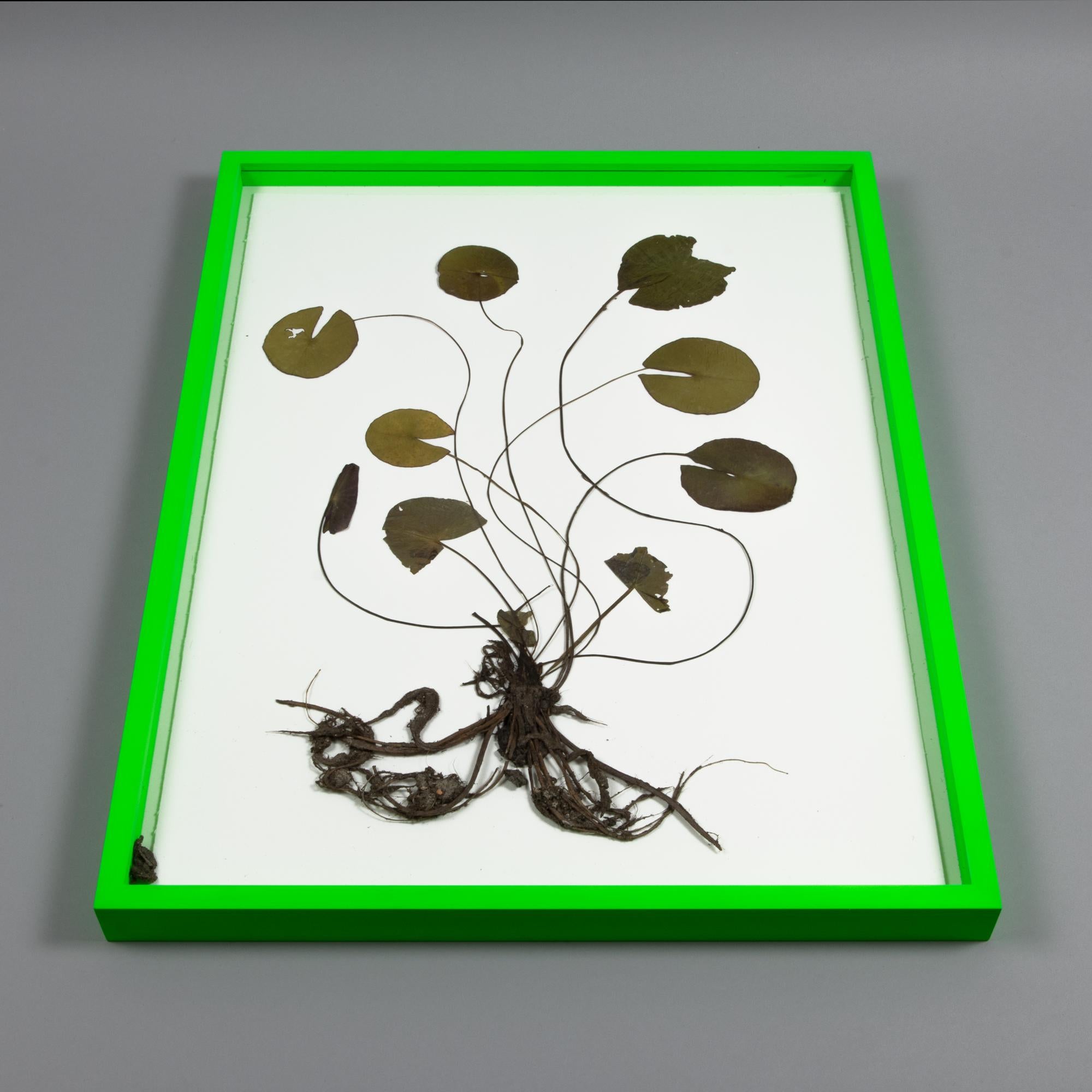 Olafur Eliasson, Herbarium - Collage of Dried Water Lilies, Contemporary Art For Sale 2