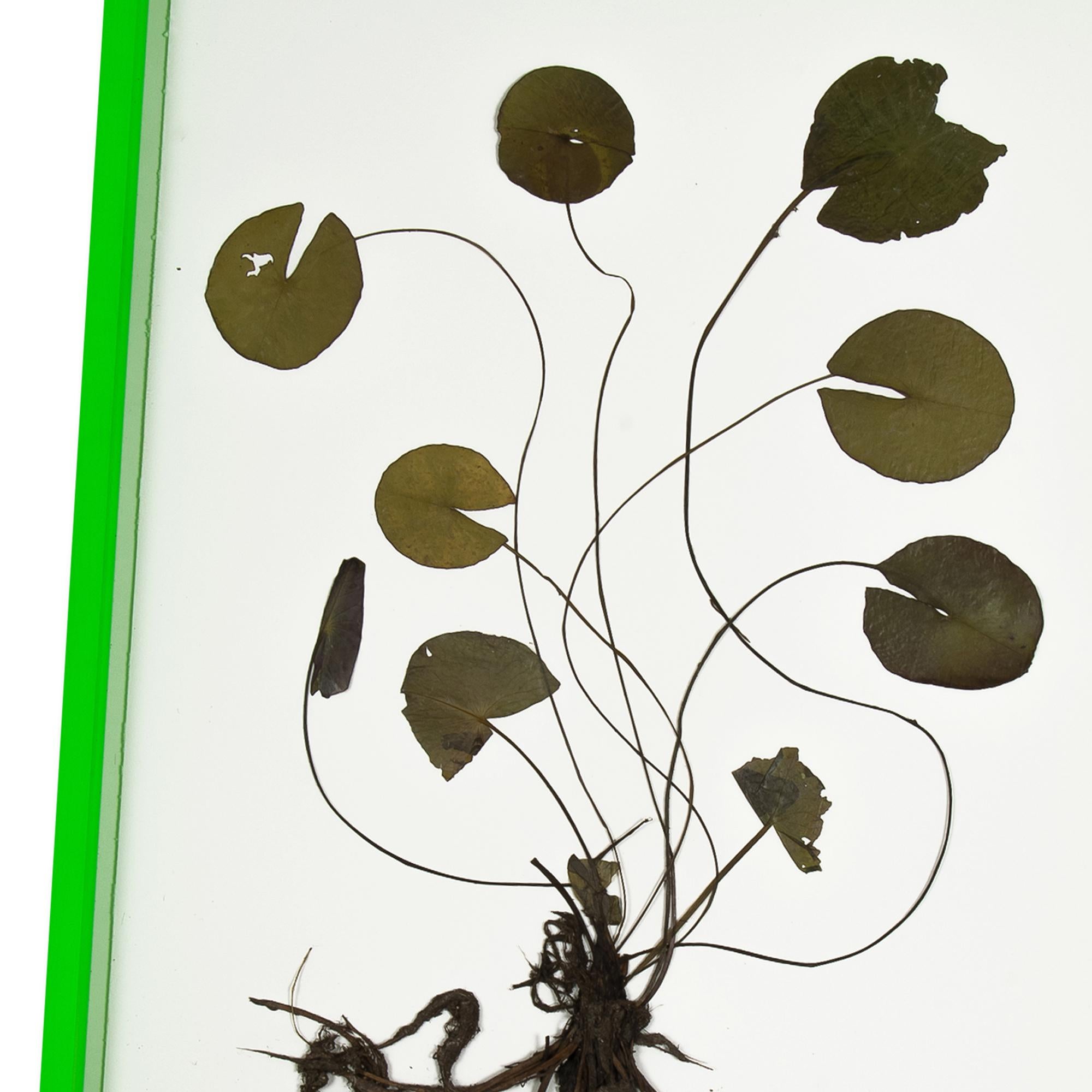 Olafur Eliasson, Herbarium – Collage von Dried-Wasserlilien, zeitgenössische Kunst 3