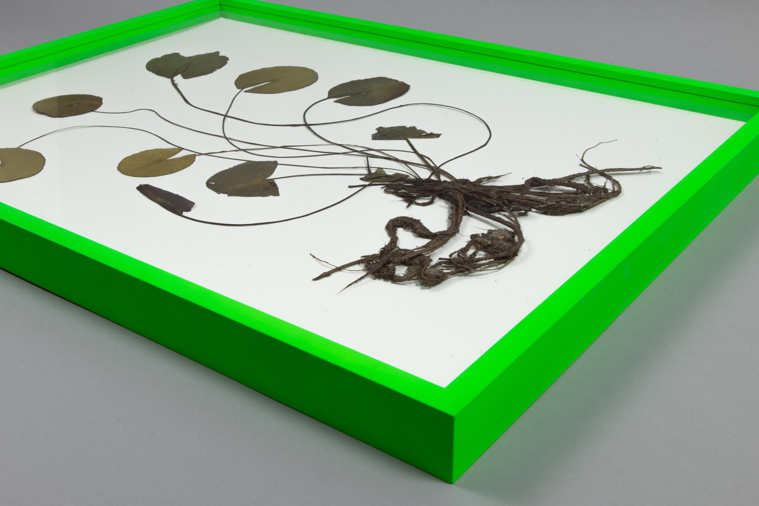 Olafur Eliasson, Herbarium - Collage di ninfee secche, Arte Contemporanea in vendita 1