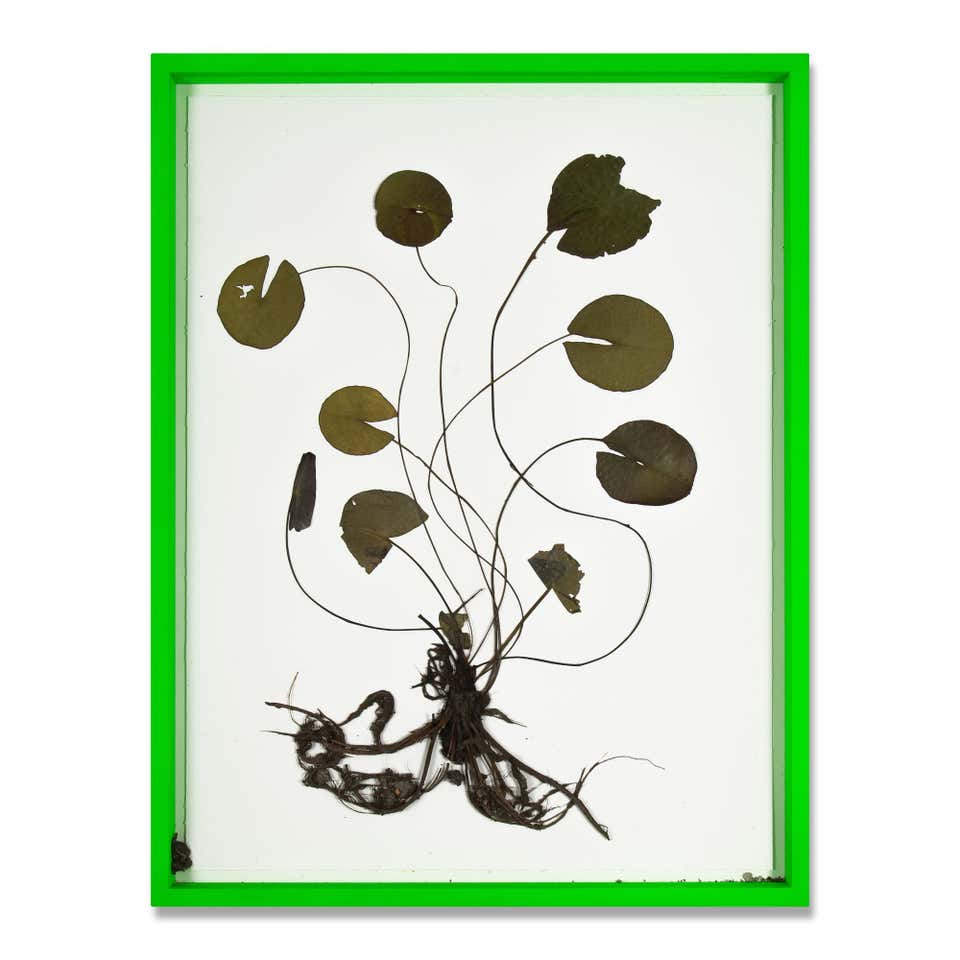 Olafur Eliasson, Herbarium - Collage of Dried Water Lilies, Contemporary Art