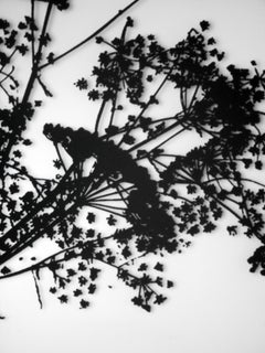 Fennel 1