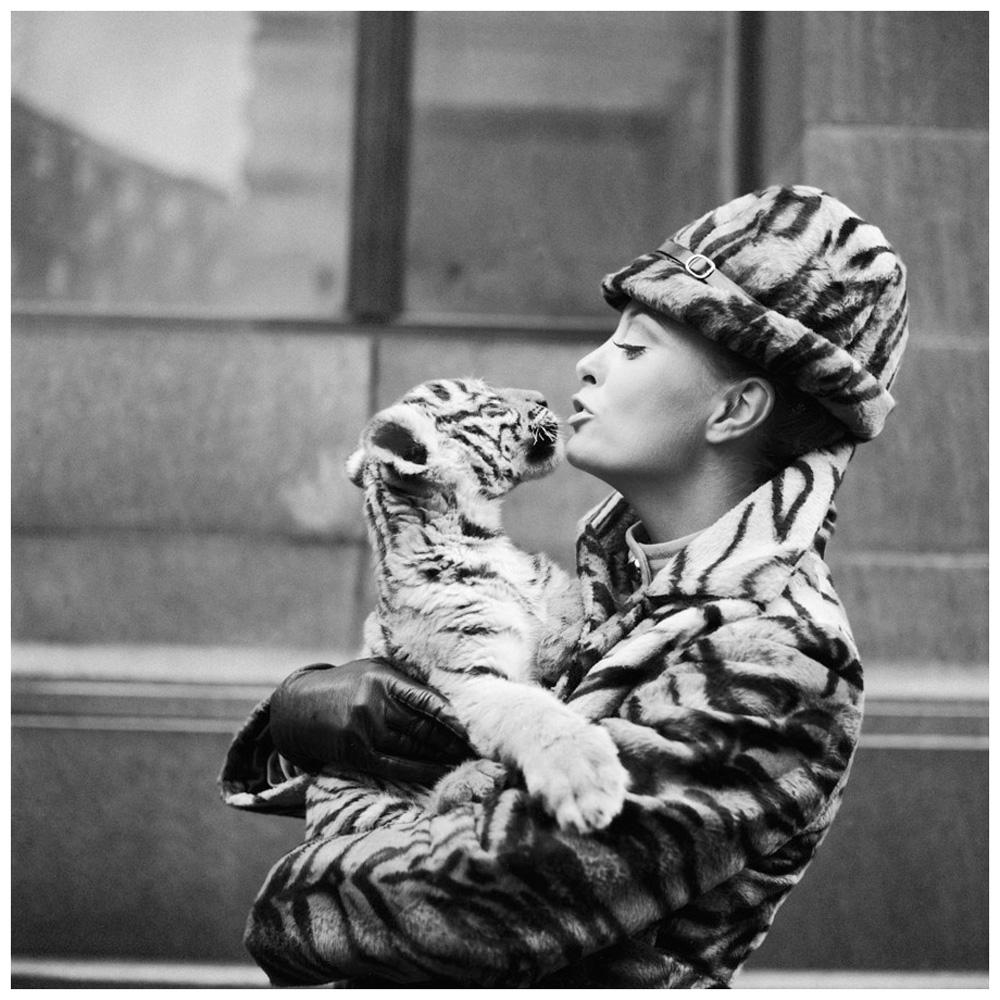 Unknown Black and White Photograph - Tiger Lady - Getty Archive, 20th Century Photography, Airplane Fashion, Animals