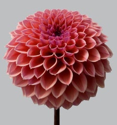 Dahlia #11 - Philip Gatward, Fotografie, Blumen, Natur, Botanik, Stillleben