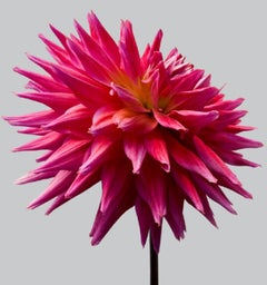Dahlia #10 - Philip Gatward, Photography, Flowers, Botanical, Still life