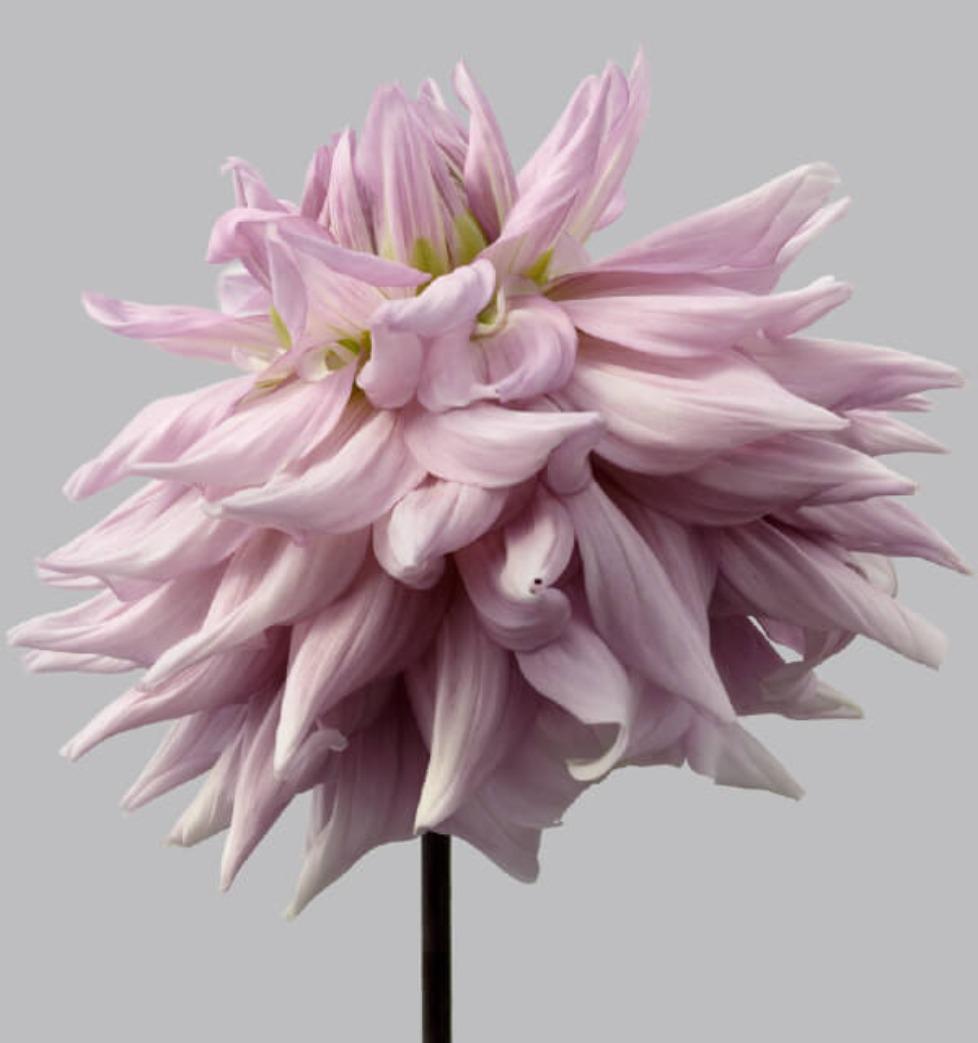 Dahlia n°9 - Philip Gatward, photographie de fleurs contemporaines, lilas et lavande