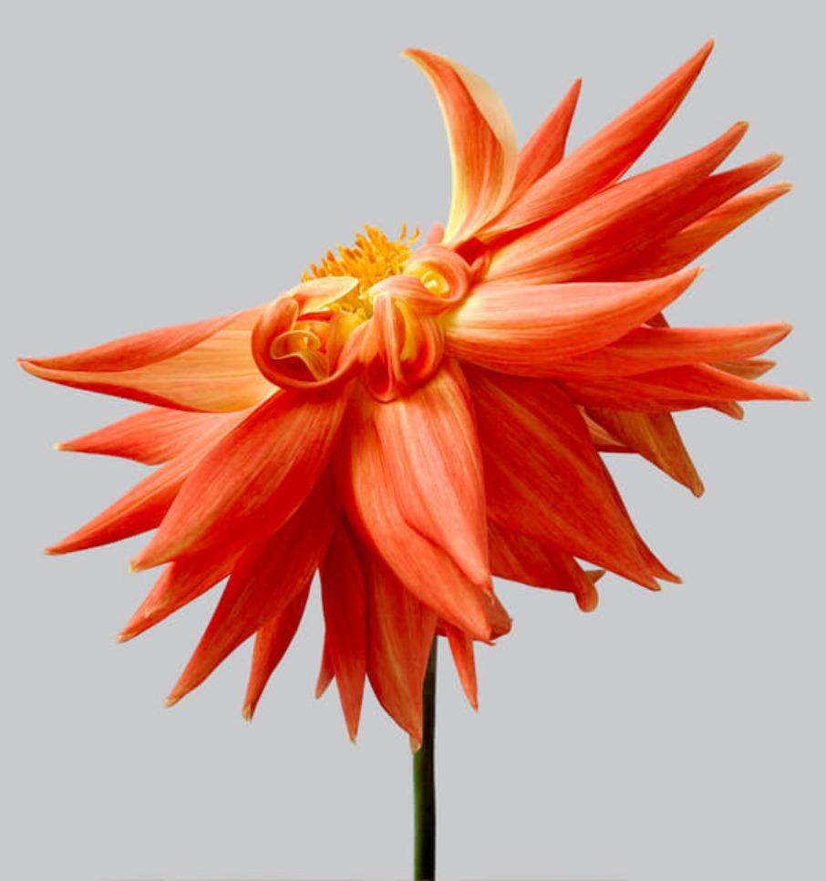 burnt orange dahlias