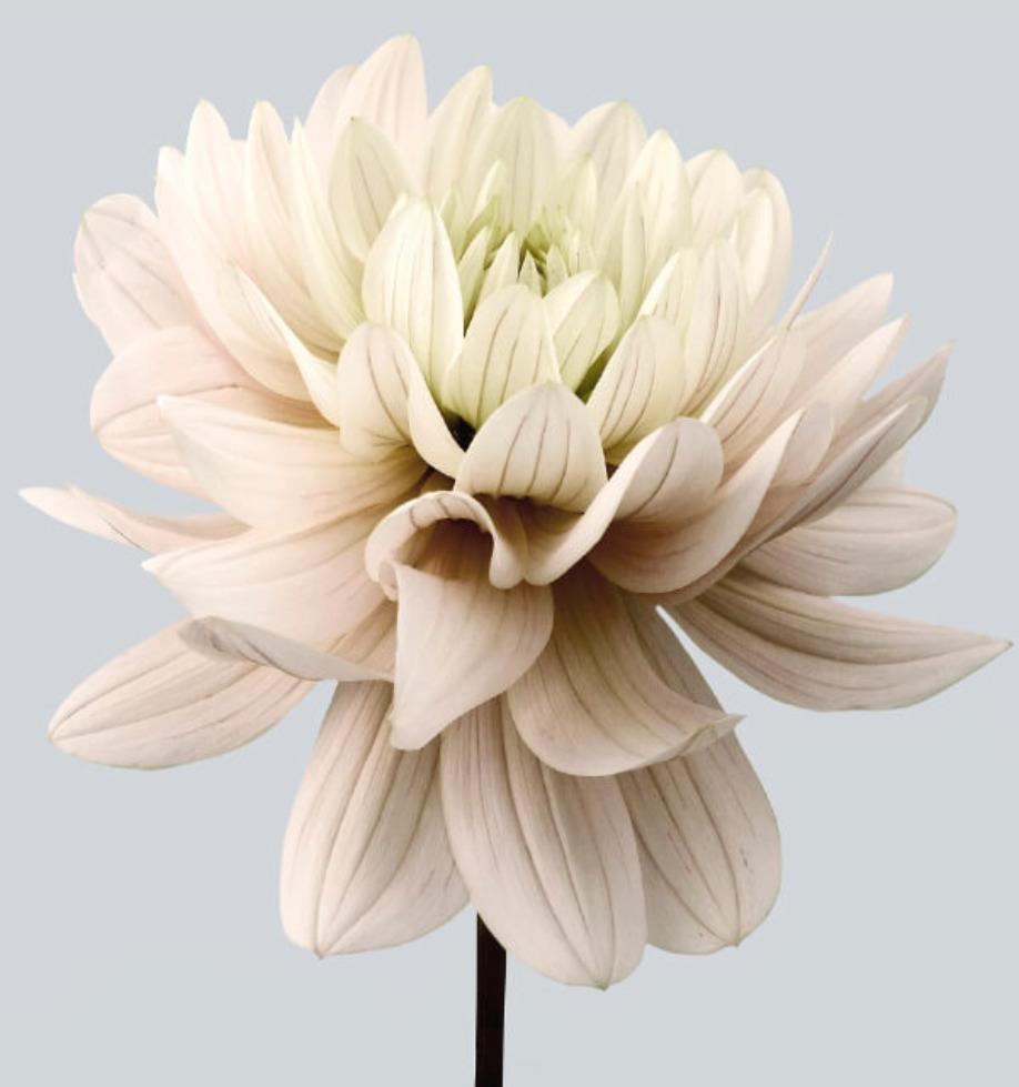 Dahlia #8 - Philip Gatward, Zeitgenössische Blumenfotografie, Stillleben, Pflanzen