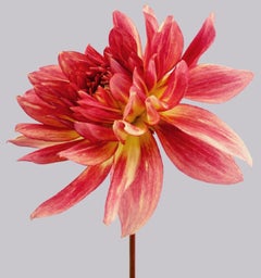 Dahlia #7 - Philip Gatward, Zeitgenössische Fotografie, Blumen, Stillleben, Pflanzgefäß