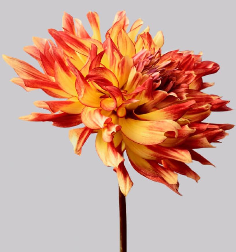 Dahlia #6 - Philip Gatward, Zeitgenössische Fotografie, gelbe Blumen, rote Blütenblätter