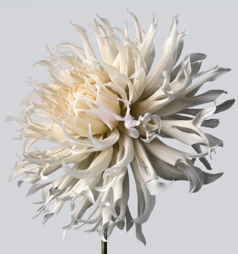 Dahlia n°5 - Philip Gatward, photographie contemporaine, blanc, ivoire, fleurs