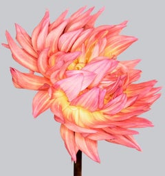 Dahlia #4 - Philip Gatward, Contemporary Photography, Spring, Pink Flowers