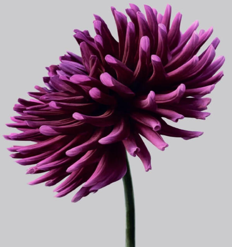 Dahlia n° 3 - Philip Gatward, photographie contemporaine, fleur violette, nature morte