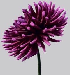 Dahlia #3 - flowers, dahlias, violet, contemporary art, still life, botanical