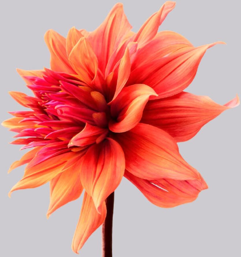 Dahlia #2 - Philip Gatward, Photographie contemporaine, Fleurs orange, Printemps