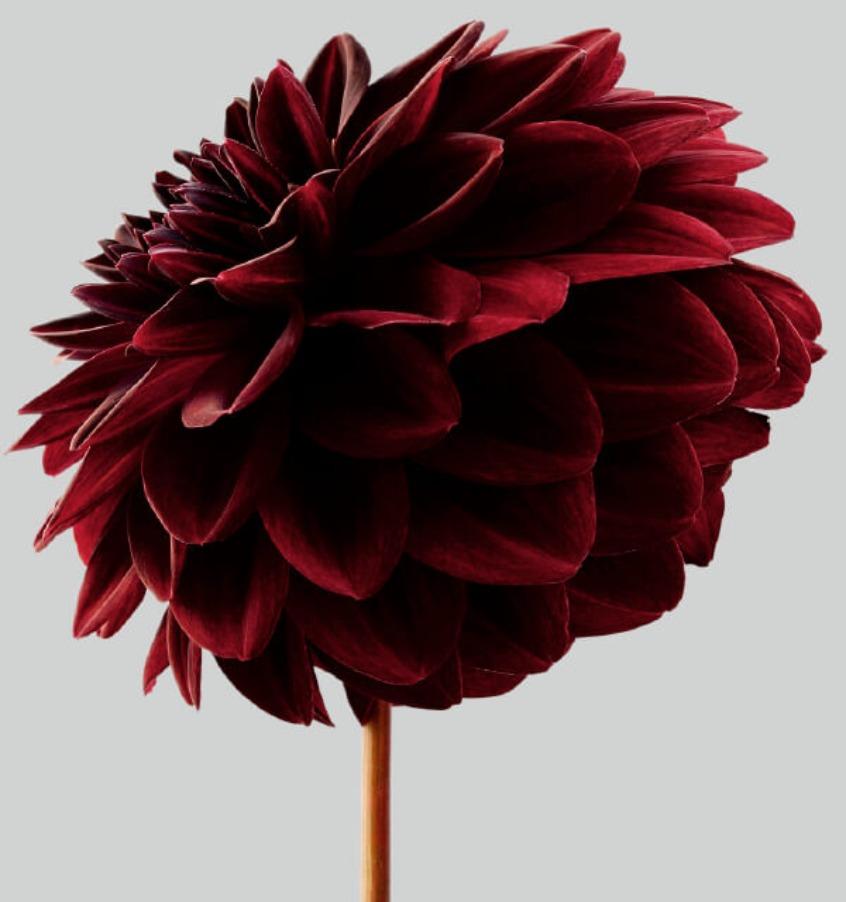 burgundy dahlias