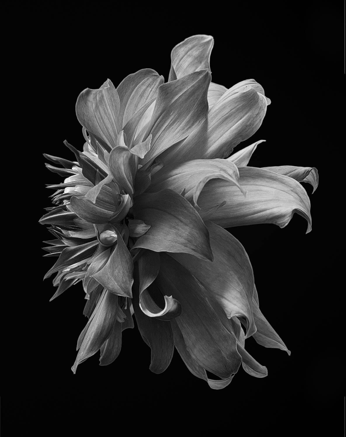 Schwarze Dahlia #3 - Philip Gatward, Zeitgenössische Fotografie, Blumen, Pflanzen