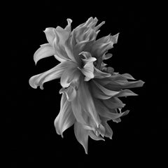 Schwarze Dahlia #1 - Philip Gatward, Zeitgenössische Fotografie, Pflanzen, Blumen