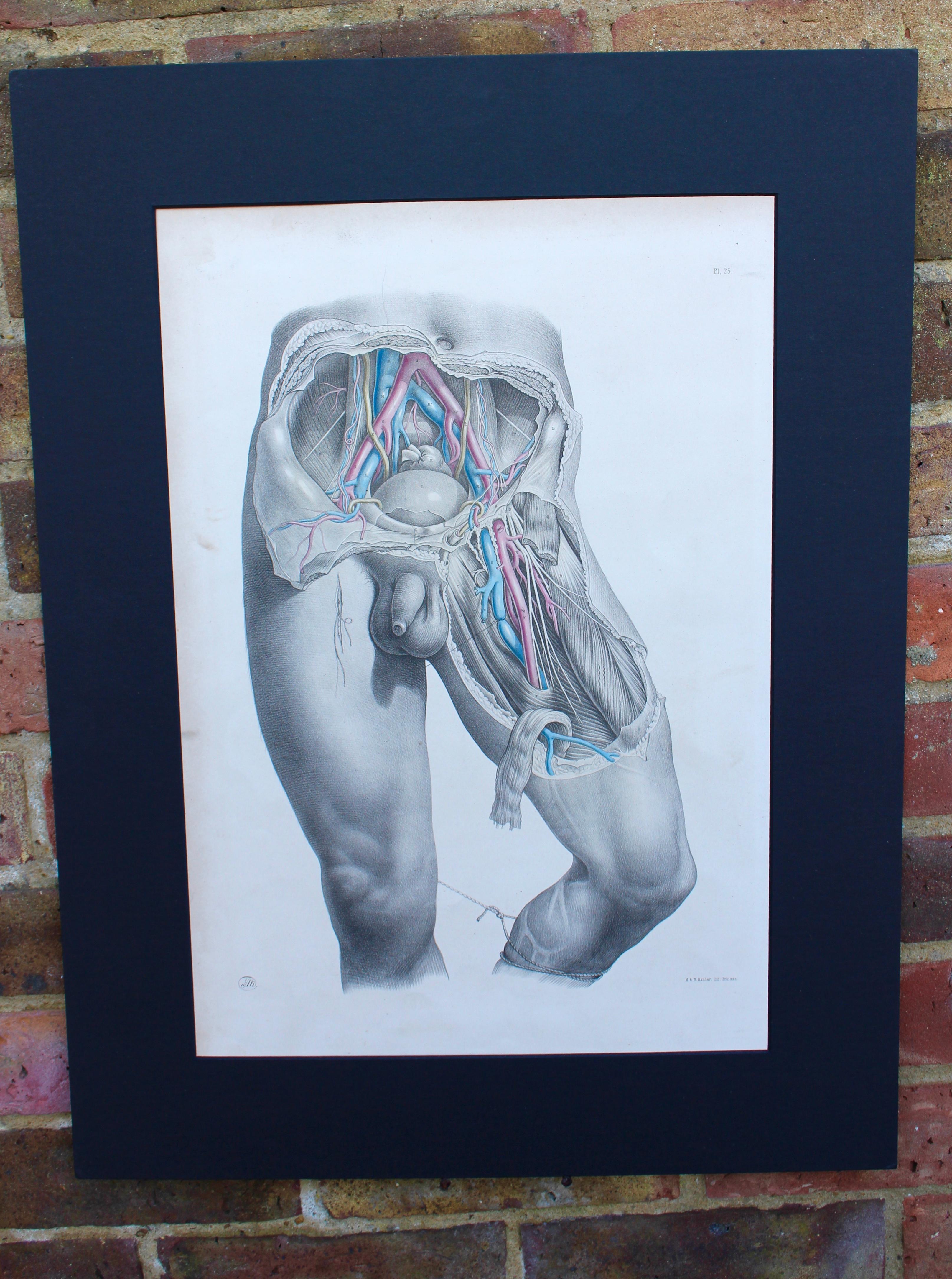 Joseph Maclise Nude Print - Anatomical Study