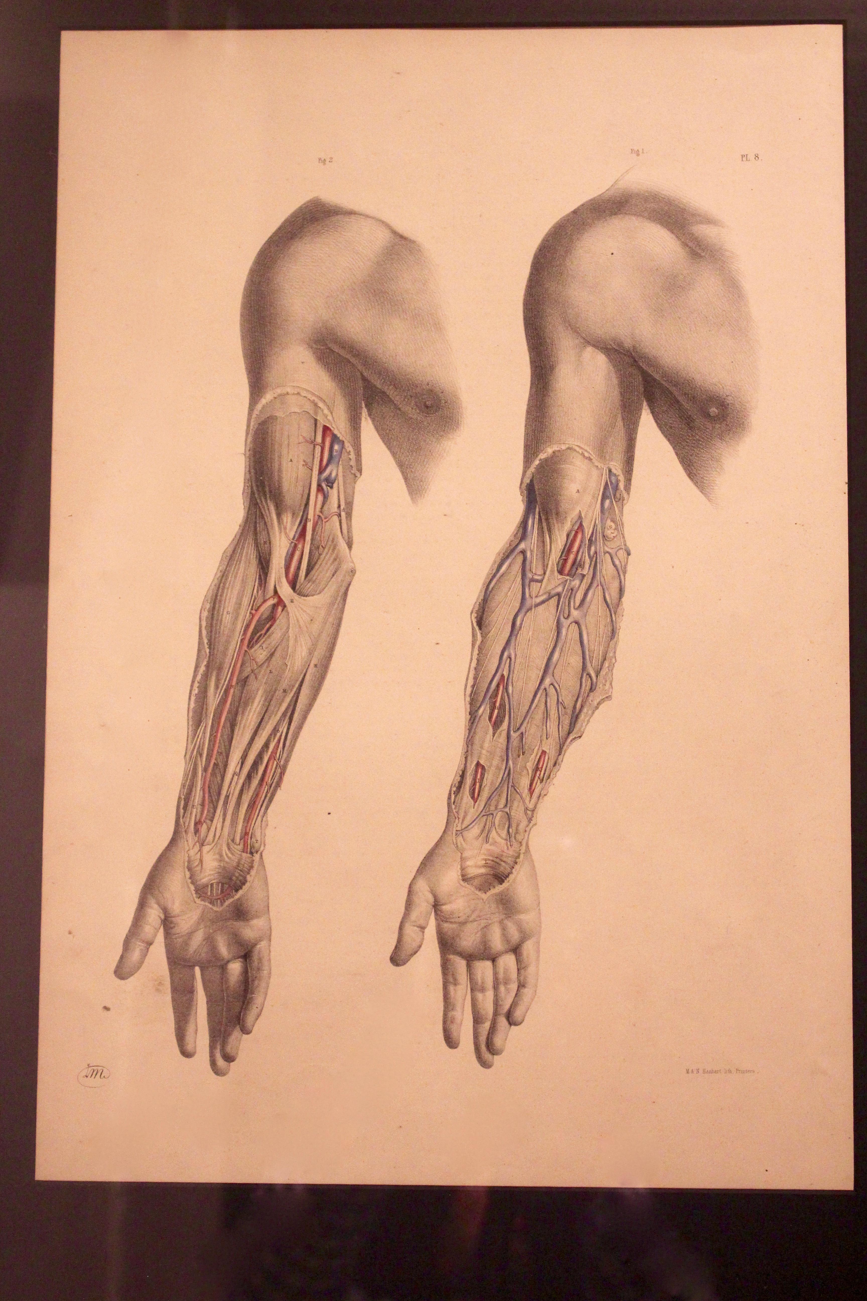 Anatomical Study - Print by Joseph Maclise