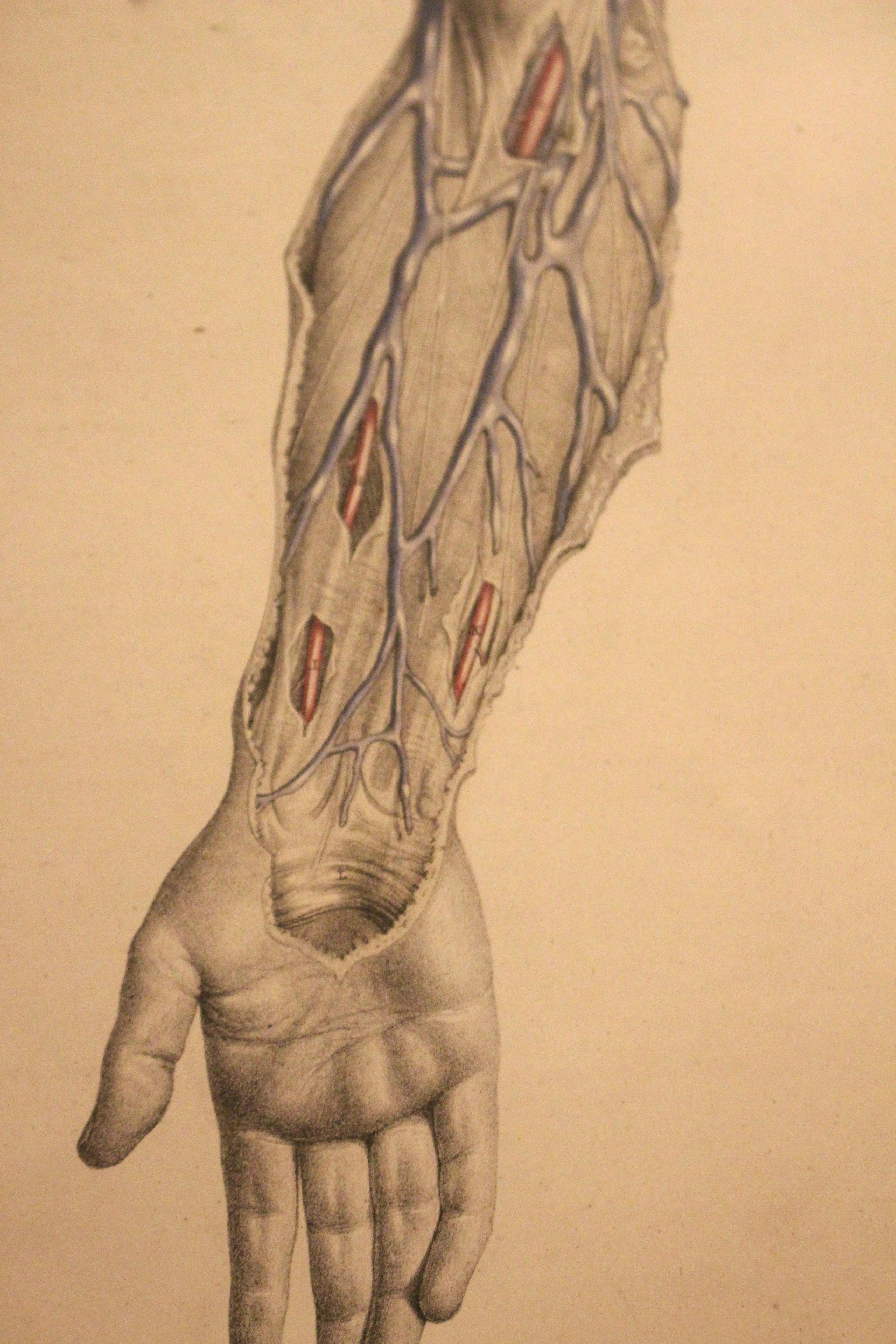 Anatomical Study For Sale 3