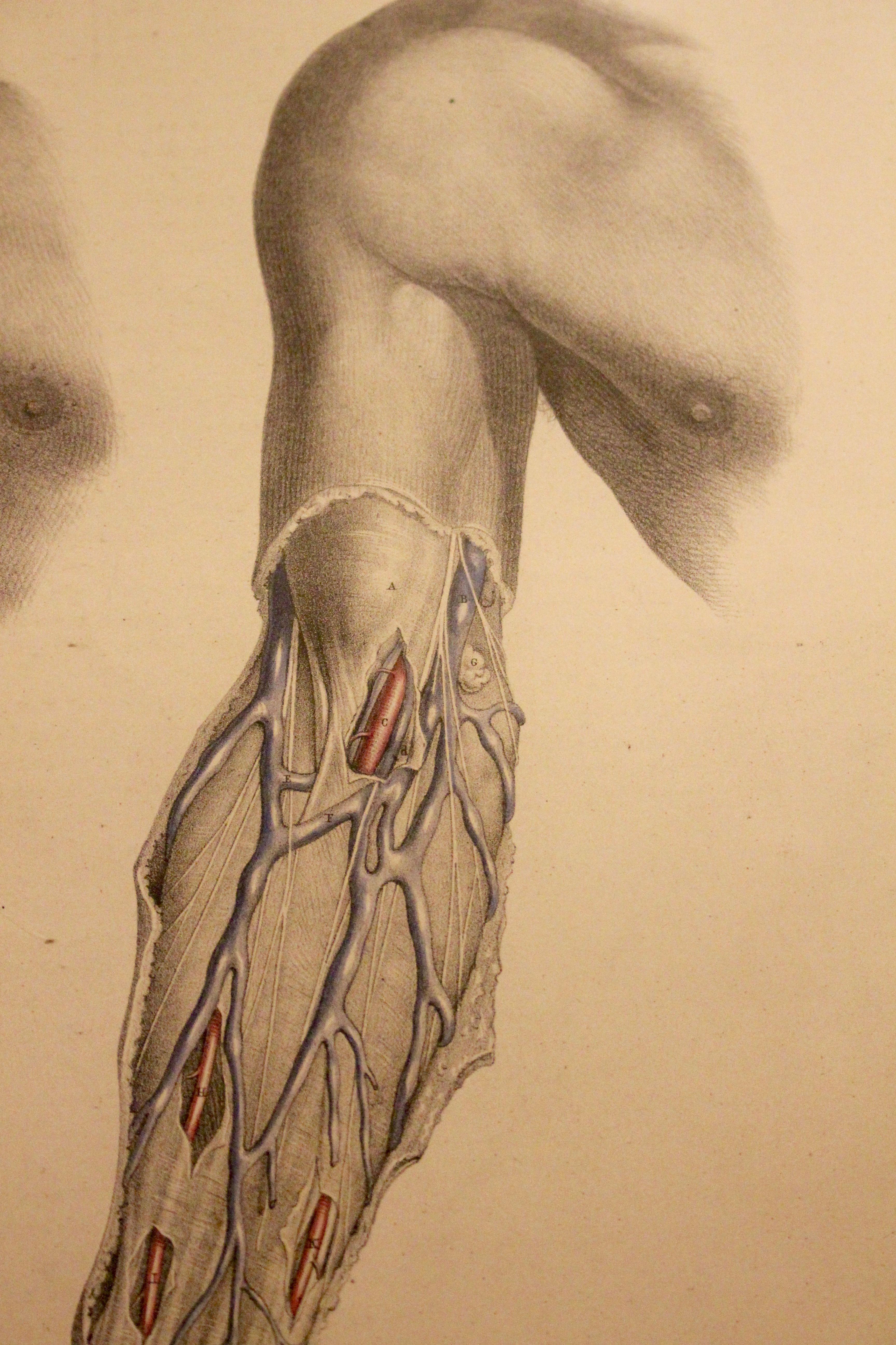 Anatomical Study For Sale 4