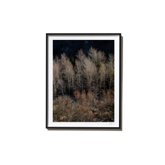 Forward, 2017, from the Survivors series (Framed Color Landscape Photography)