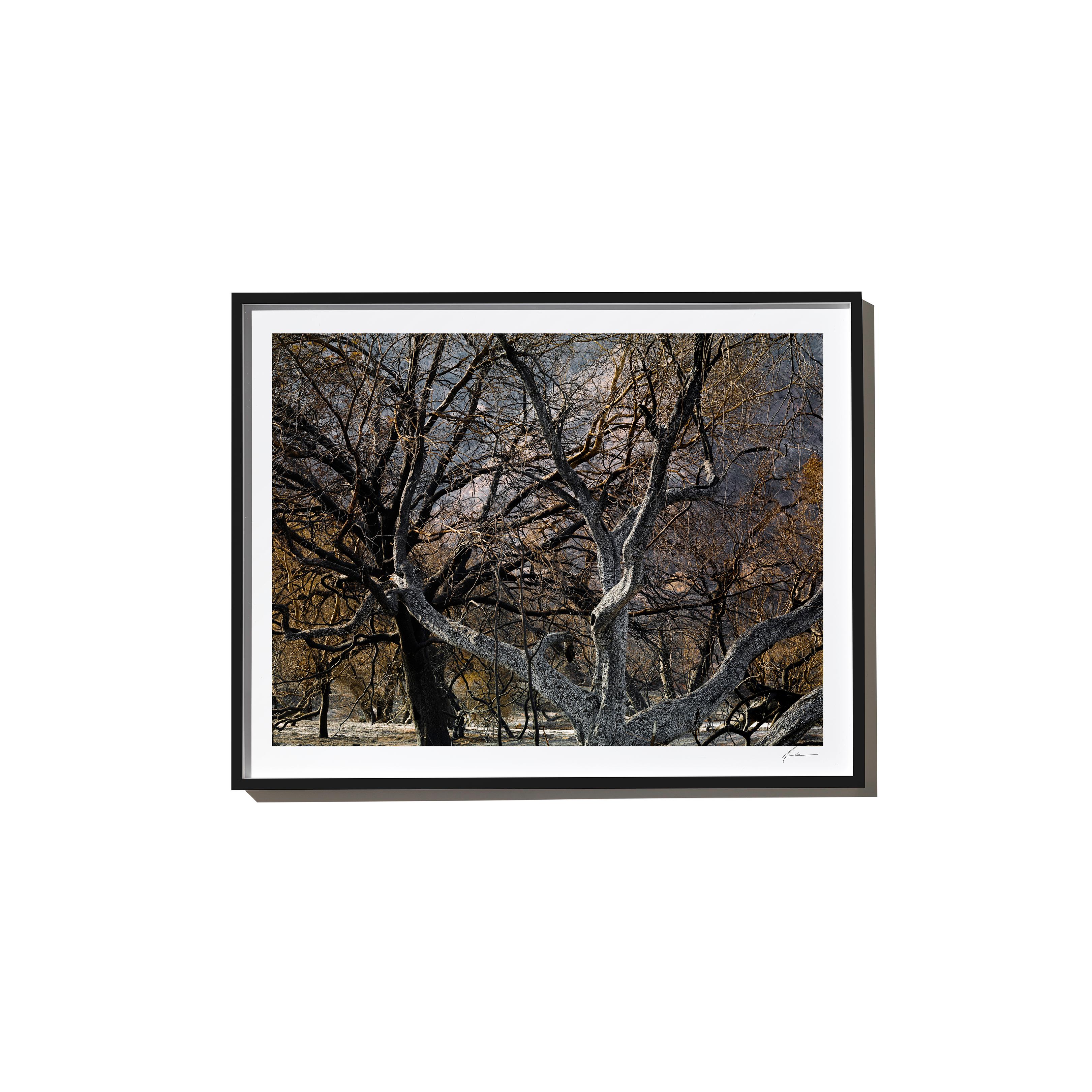Noir, 2017, from the Survivors series (Framed Color Landscape Photography) For Sale 1