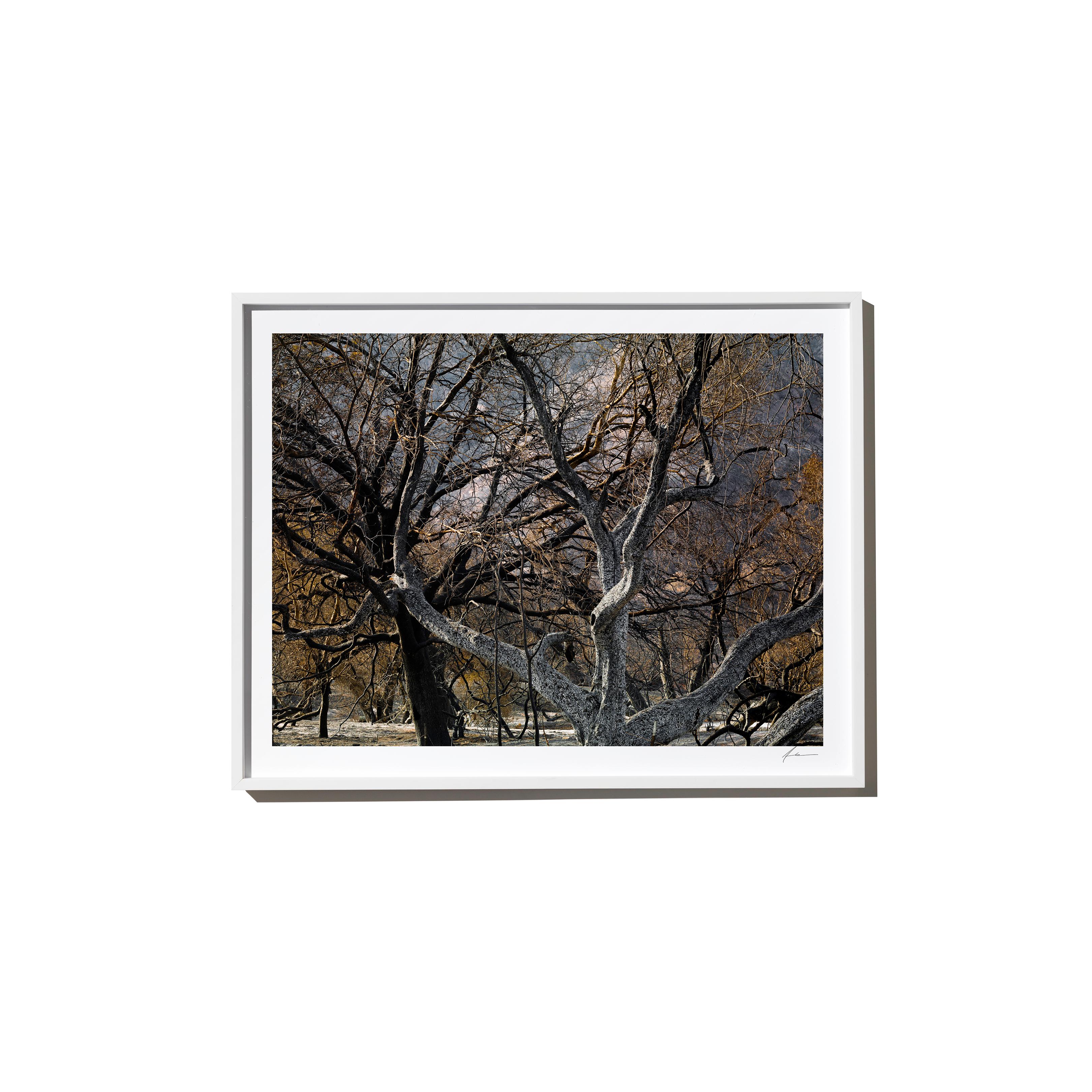 "Noir" is a framed color landscape photograph by Los Angeles-based photographer Timothy Hogan. 

Frame available in white or black, please specify on order. Please allow 15 days for production before shipping.

Editions and sizes as follows:

Small: