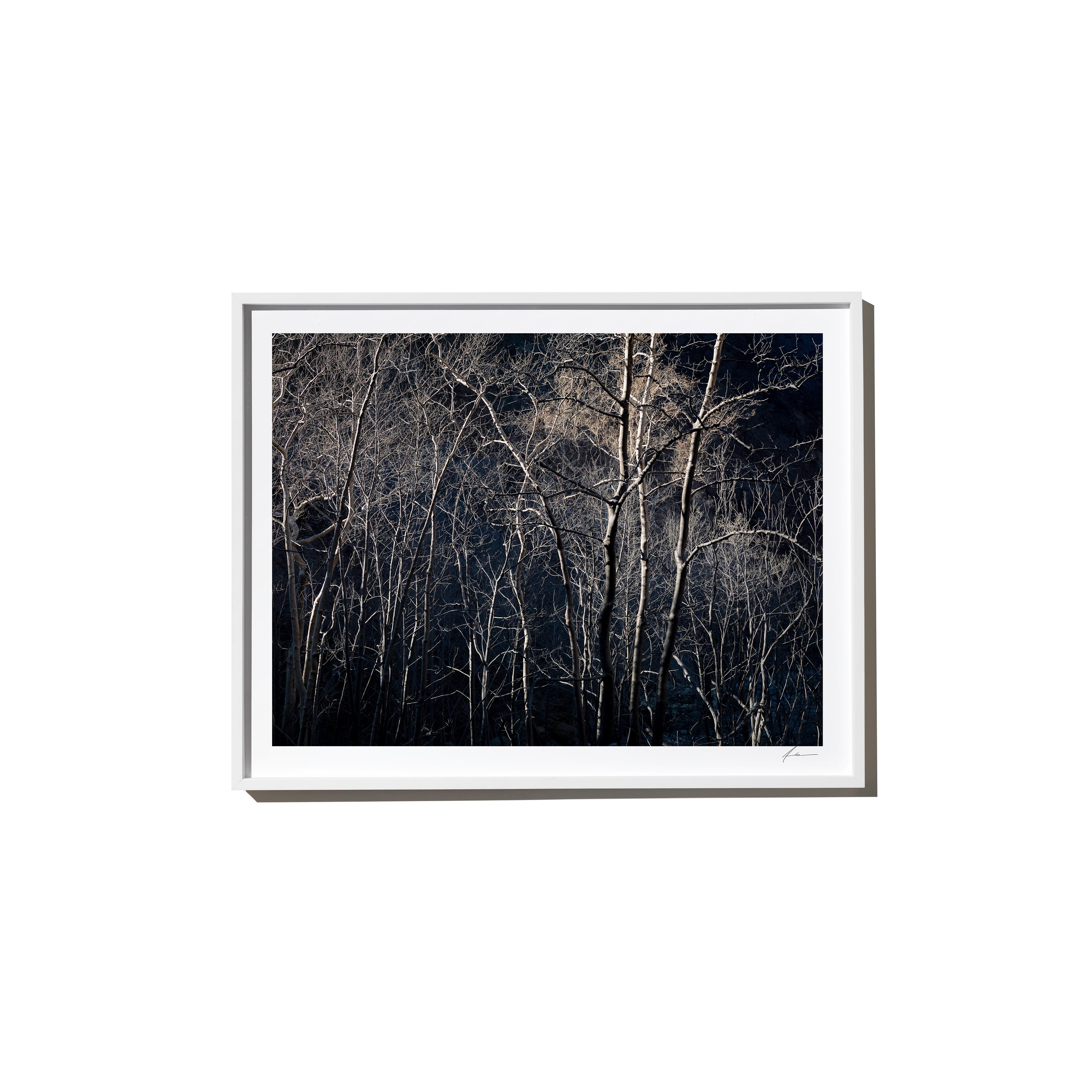 Strand, 2017, from the Survivors series (Framed Color Landscape Photography) - Print by Timothy Hogan