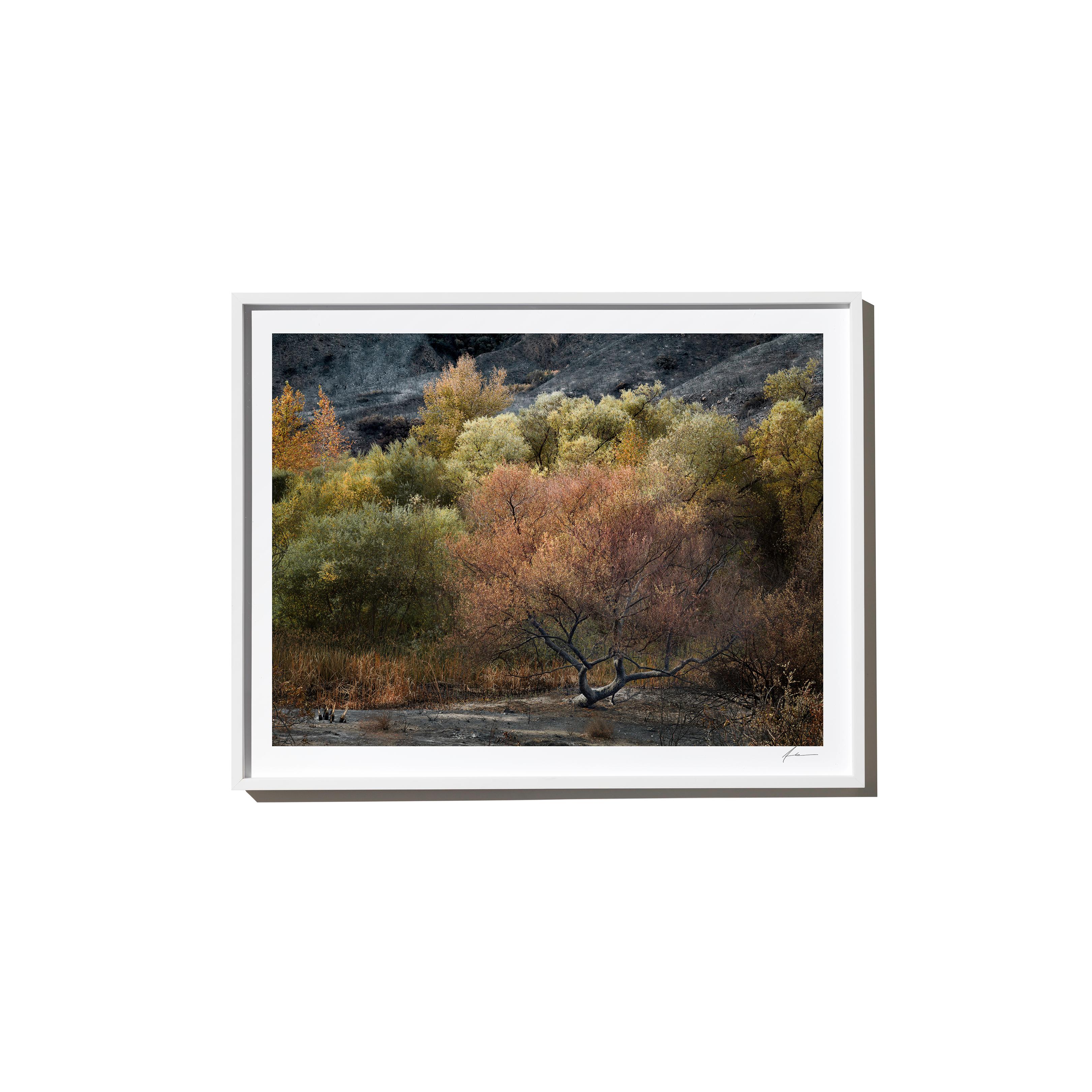 "Yes and No" is a framed color landscape photograph by Los Angeles-based photographer Timothy Hogan. 

Frame available in white or black, please specify on order. Please allow 15 days for production before shipping.

Editions and sizes as