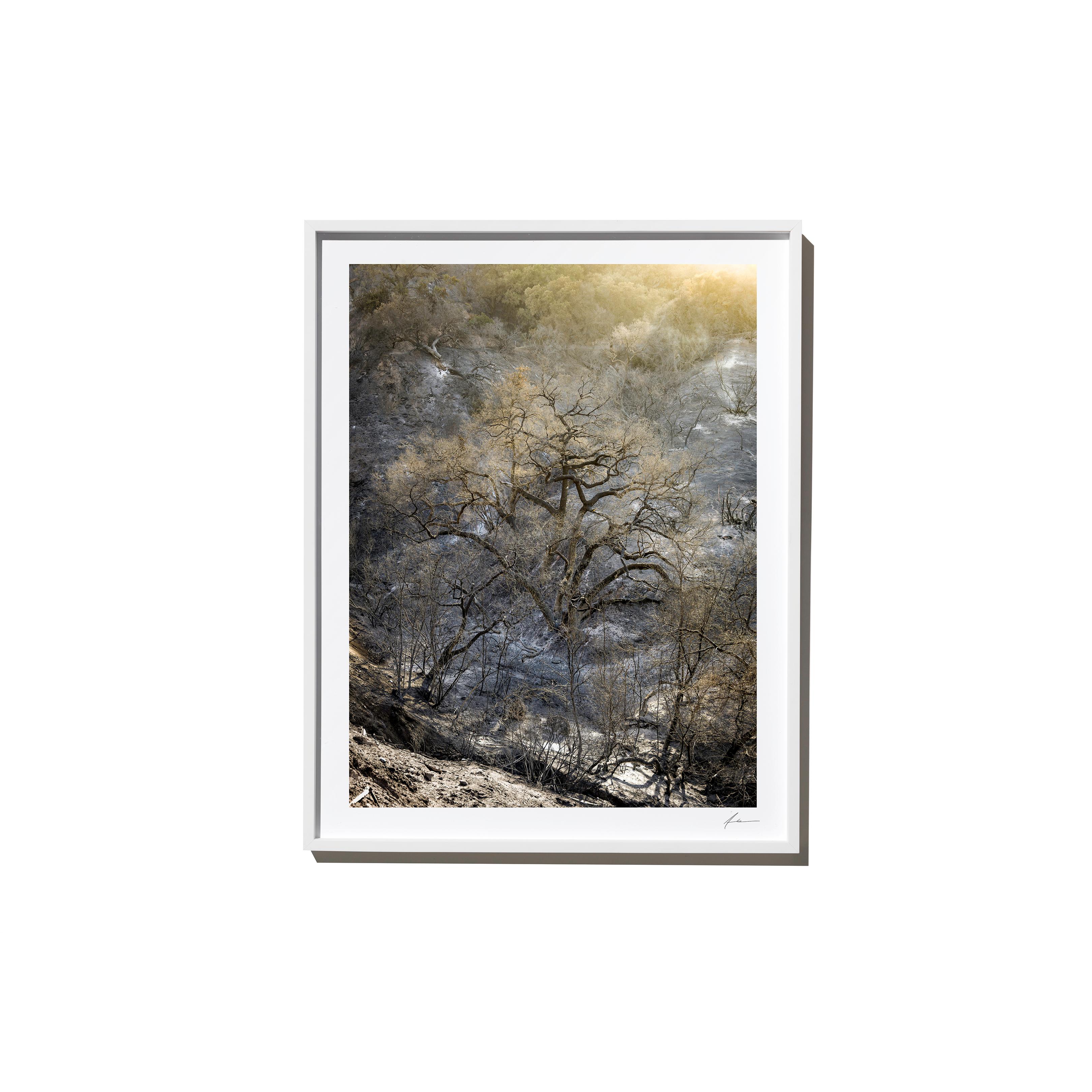 "Dawn" is a framed color landscape photograph by Los Angeles-based photographer Timothy Hogan. 

Frame available in white or black, please specify on order. Please allow 15 days for production before shipping.

Editions and sizes as follows:

Small: