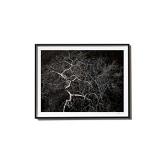 Electric, 2017, from the Survivors series (Framed Color Landscape Photography)