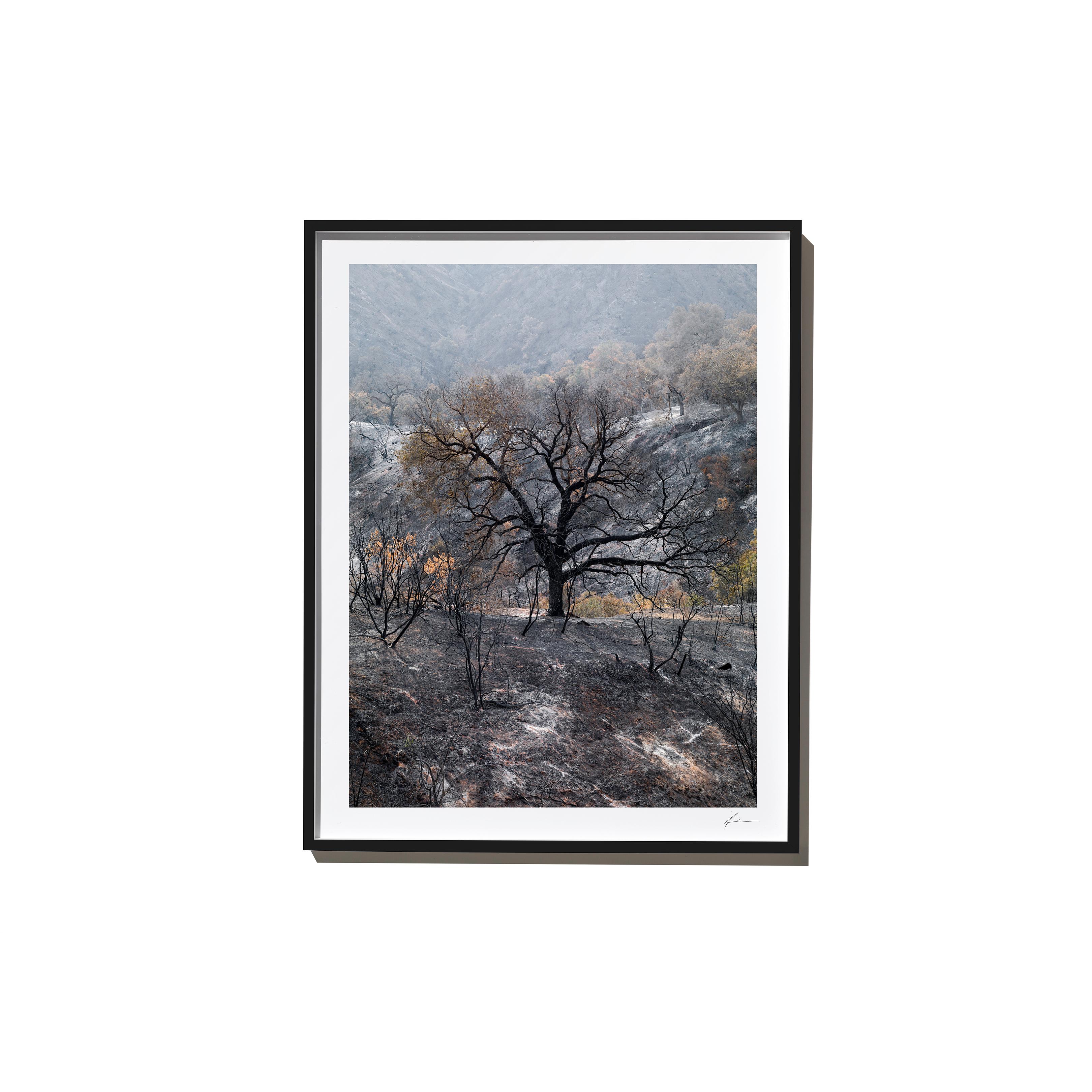 Farther, 2017, from the Survivors series (Framed Color Landscape Photography) For Sale 1