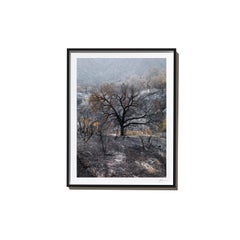 Farther, 2017, from the Survivors series (Framed Color Landscape Photography)