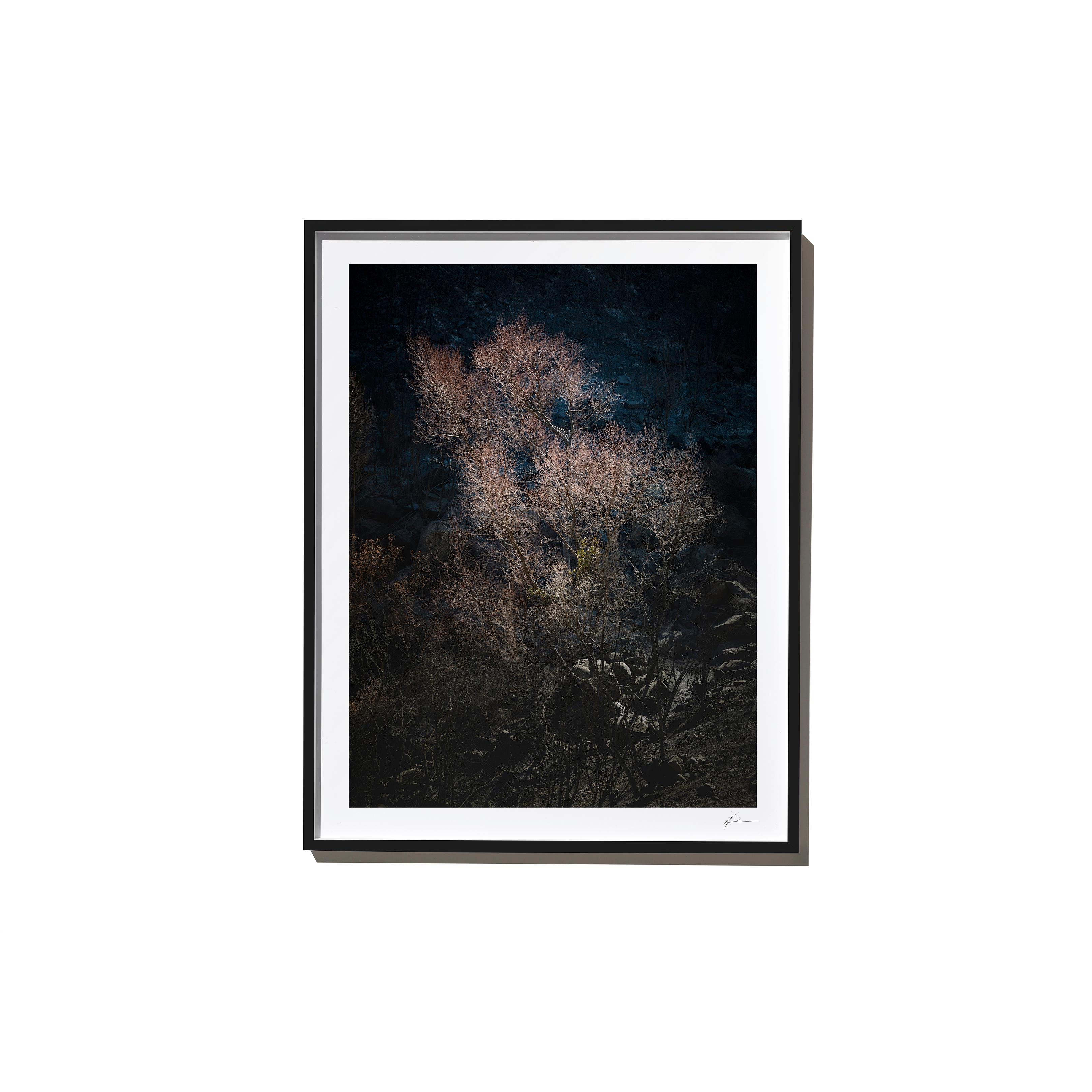 Rose, 2017, from the Survivors series (Framed Color Landscape Photography) - Print by Timothy Hogan