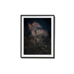 Rose, 2017, from the Survivors series (Framed Color Landscape Photography)