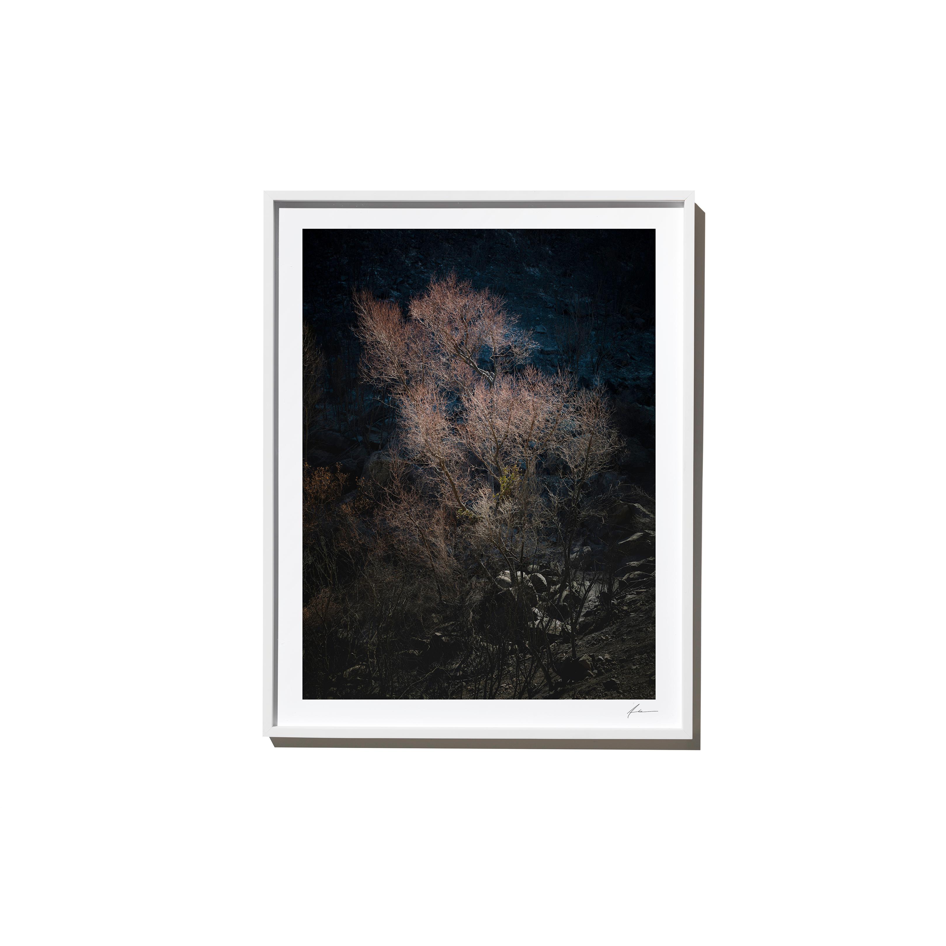 Timothy Hogan Landscape Print - Rose, 2017, from the Survivors series (Framed Color Landscape Photography)