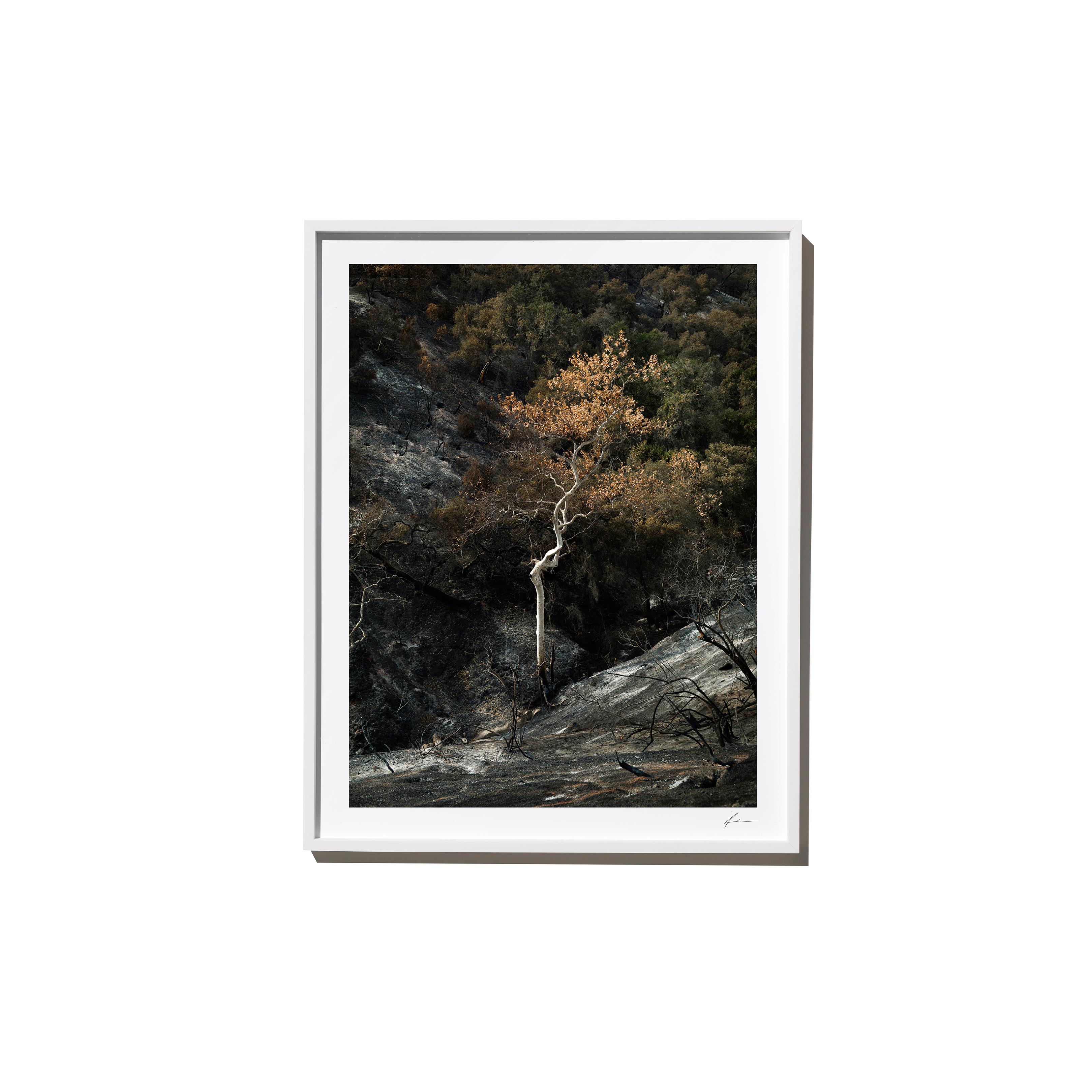 "White" is a framed color landscape photograph by Los Angeles-based photographer Timothy Hogan. 

Frame available in white or black, please specify on order. Please allow 15 days for production before shipping.

Editions and sizes as