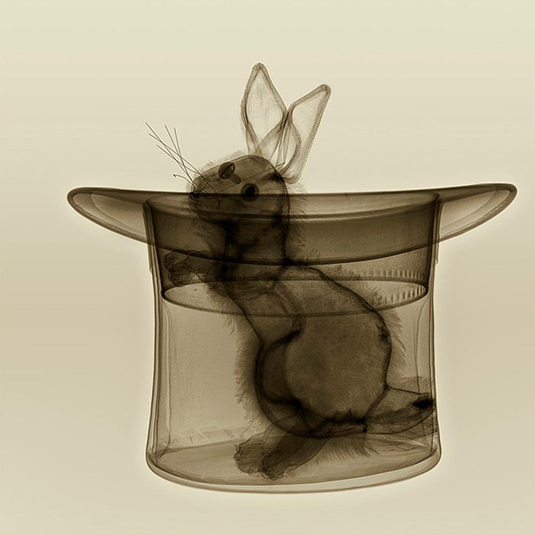 Hugh Turvey Figurative Print - Magic With - contemporary xogram x-ray photograph rabbit hat inkjet print dibond