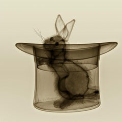 Magic With - photographie contemporaine xogram x-ray - chapeau de lapin imprimé jet d'encre dibond