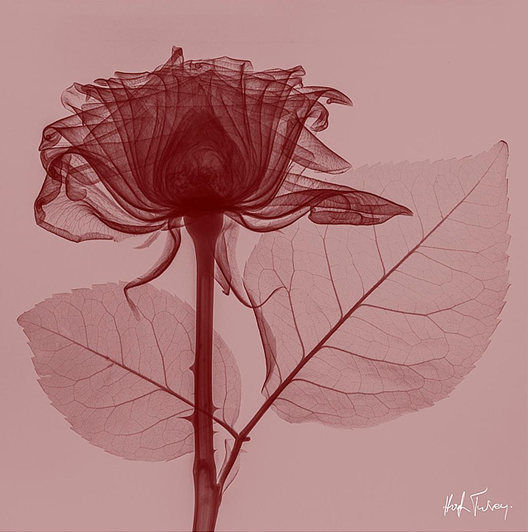 Figurative Print di Hugh Turvey - Red Rose - stampa giclée d'archivio contemporanea di rose rosse e rosa su carta