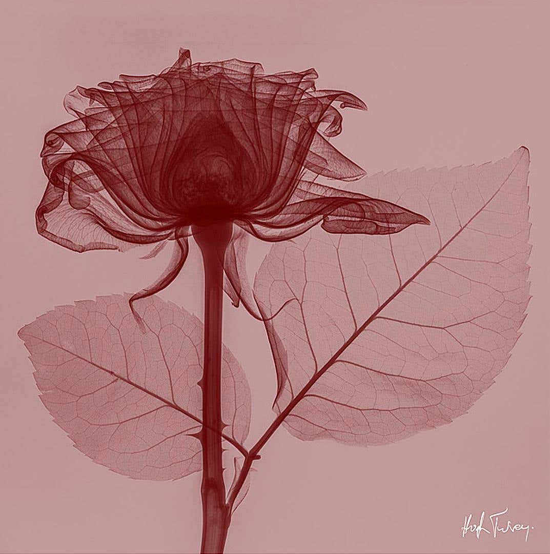 Hugh Turvey - Red Rose -contemporary red and pink rose inkjet print on ...