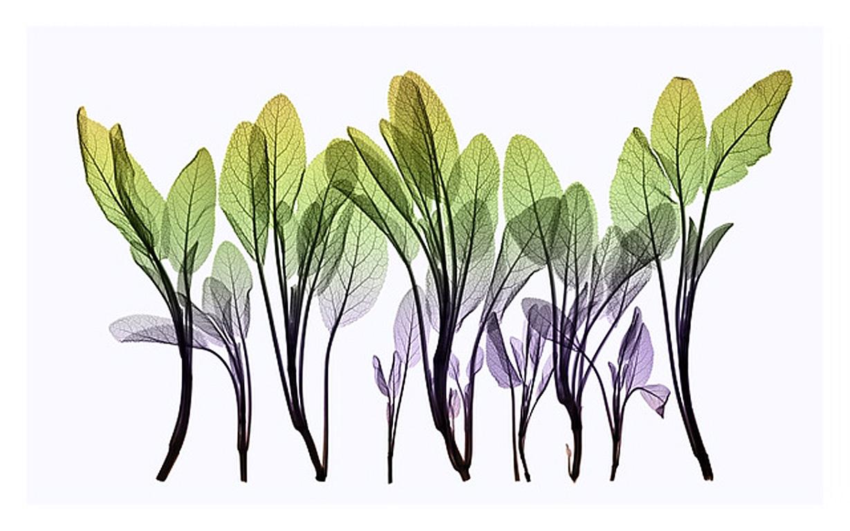 Sage Composition – zeitgenössischer Tintenstrahldruck mit schwarzen und grünen Blättern auf Papier