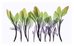 Sage Composition – zeitgenössischer Tintenstrahldruck mit schwarzen und grünen Blättern auf Papier